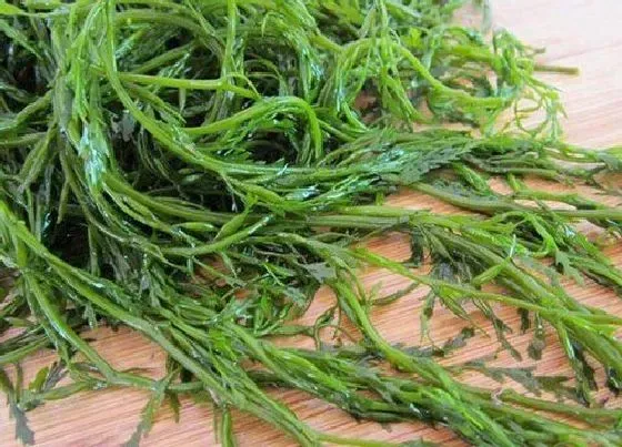 植物百科|螺旋藻是什么植物