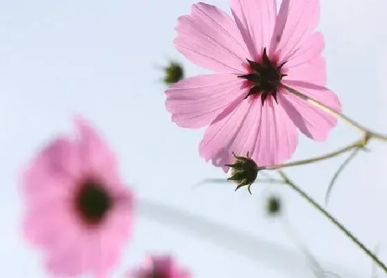 植物寓意|格桑花象征着什么意义 代表什么含义与意思