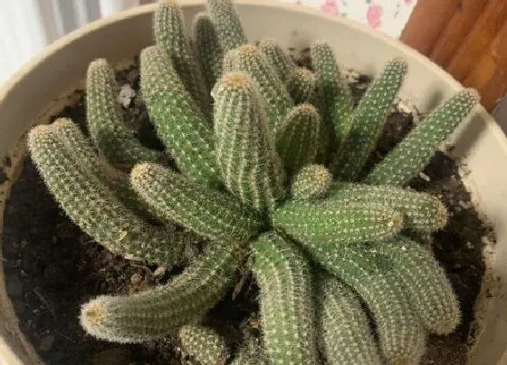 开花时间|仙人指什么时候长花苞