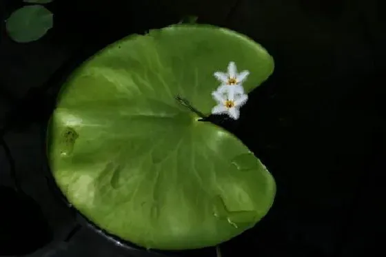 植物修剪|一叶莲开花后怎么修剪方法