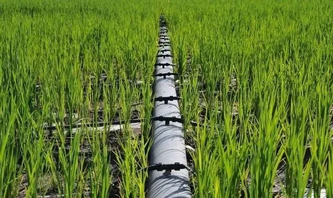 植物施肥|复合肥可以当水溶肥吗，复合肥能用水溶解后滴灌吗）