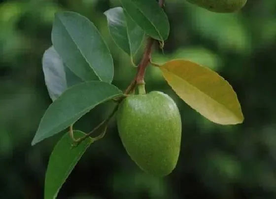 植物百科|霹雳果又叫什么名称