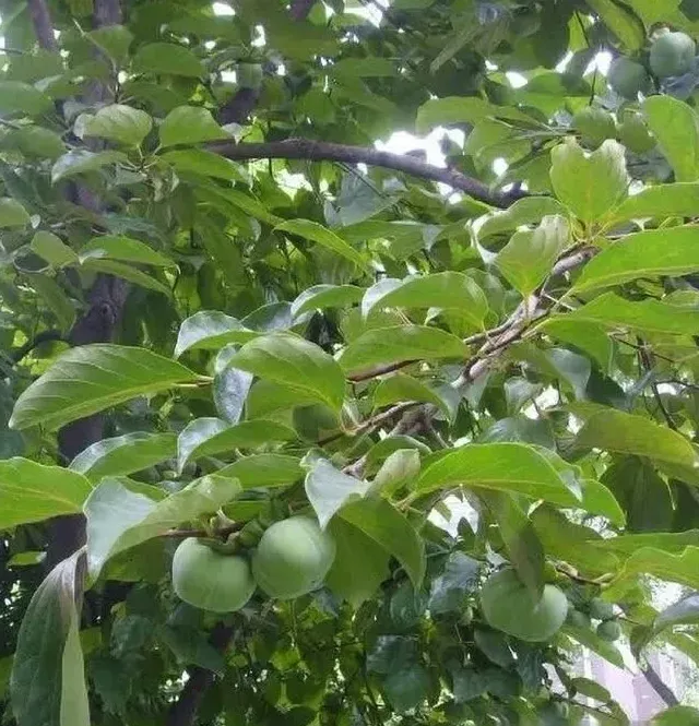 种植管理|为什么柿子树两三年了不结果，去年结果今年不结果的原因）