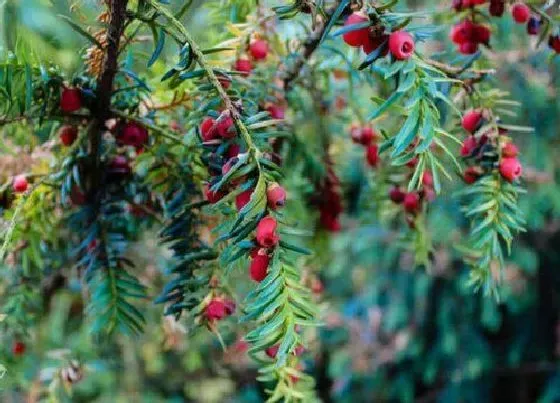 植物毒性|红豆杉有毒吗 可以放在室内养吗