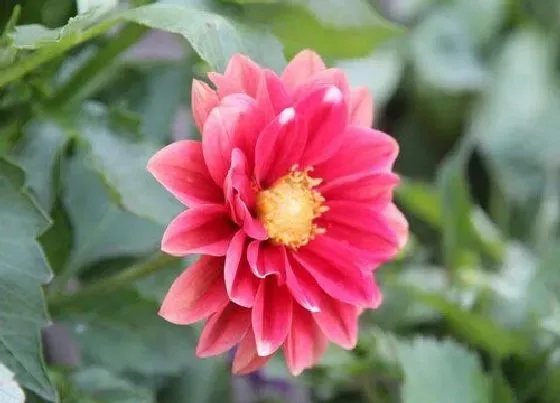 花语|什么花的花语是背叛的爱