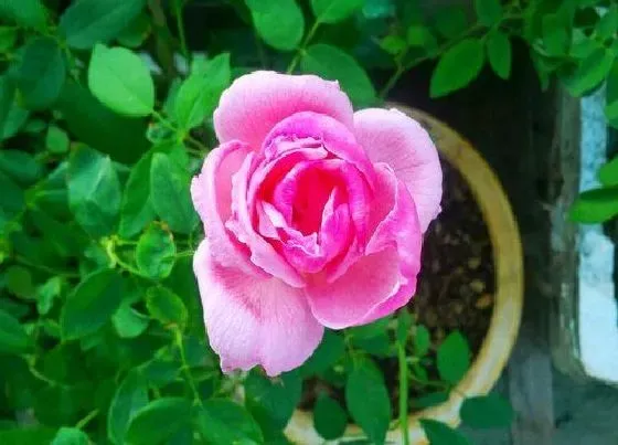 夏天植物|玫瑰花夏天怎么养护