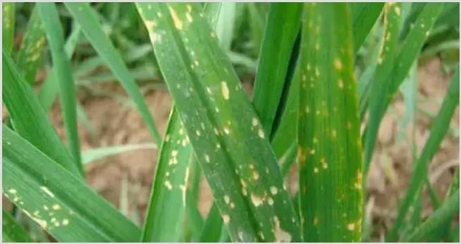 小麦出苗后可用哪些除草剂？ | 种植技术