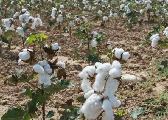 植物施肥|棉花什么时候追肥合适 高产追肥方法