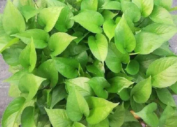 植物浇水|绿萝几天浇一次水最好