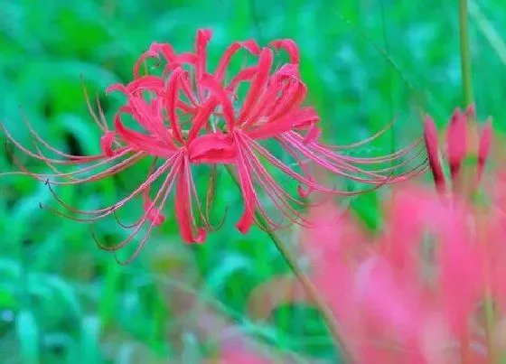 花朵|石蒜花的特点赞美（介绍形状、颜色、种类、功效作用）