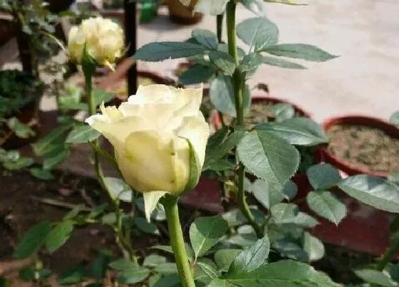 夏天植物|玫瑰花夏天怎么养护