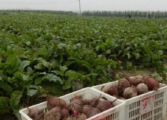 食用常识|甜菜根什么季节吃最好