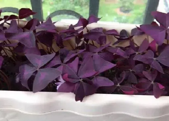 植物繁殖|紫色酢浆草怎么繁殖方法和注意事项