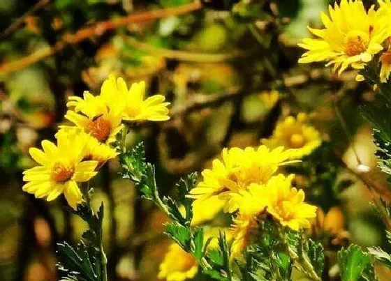 植物寓意|黄菊花代表什么象征意义