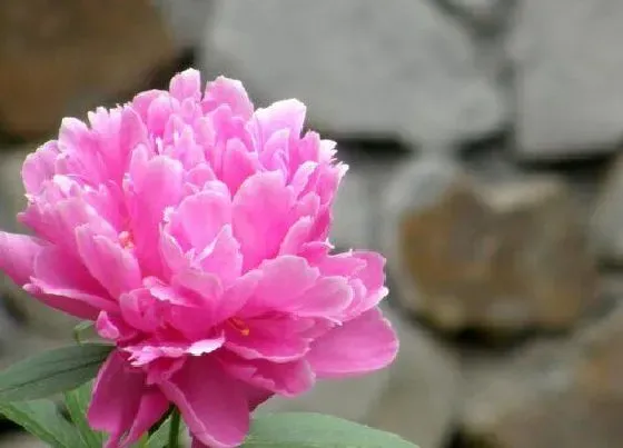 植物修剪|芍药怎么修剪方法