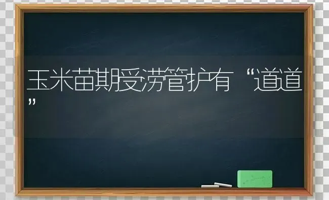 玉米苗期受涝管护有“道道” | 粮油作物种植