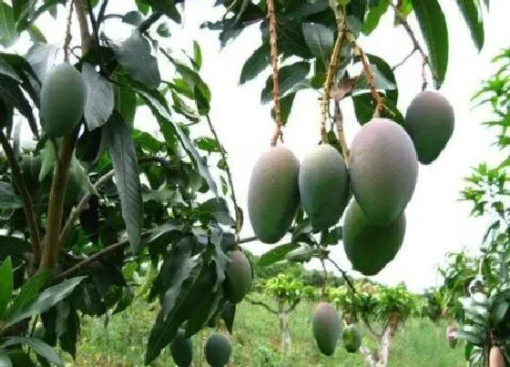 果实成熟|广西芒果什么时候成熟上市