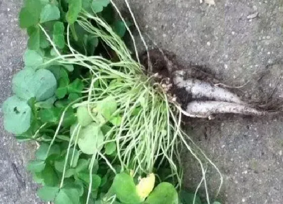 食用须知|红花酢浆草的根能吃吗