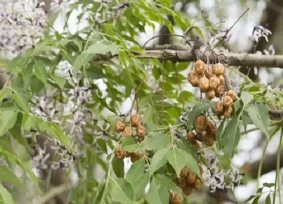 植物种类|楝树是什么树 又叫什么树