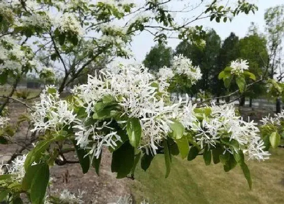 植物种类|流苏树是什么树  长的什么样子