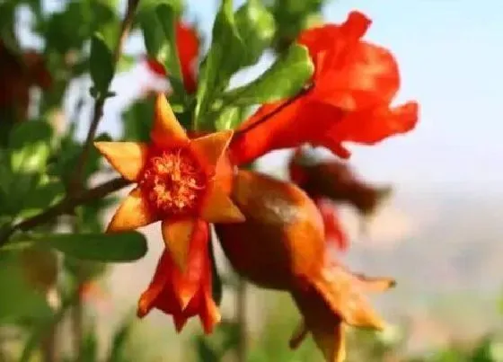 开花时间|石榴一年开几次花