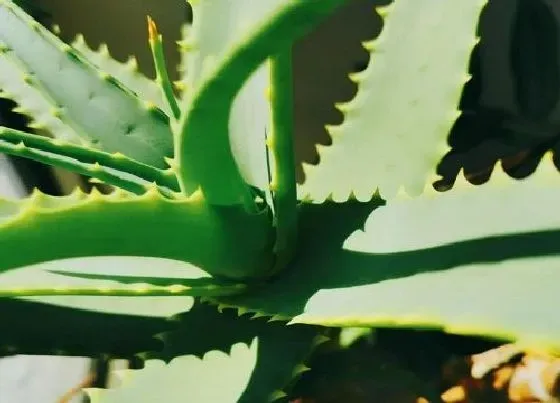 植物寓意|龙爪菊开花代表家里会怎样（风水学来说预示什么好兆头）