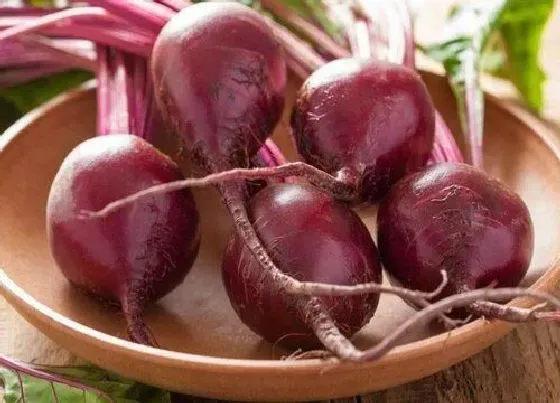 食用常识|甜菜根什么季节吃最好