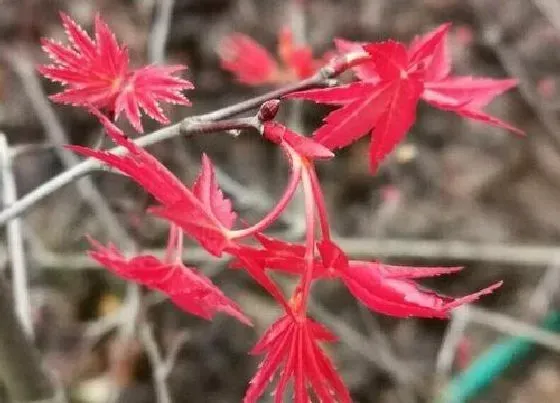 绿植|祠堂外适合种什么植物