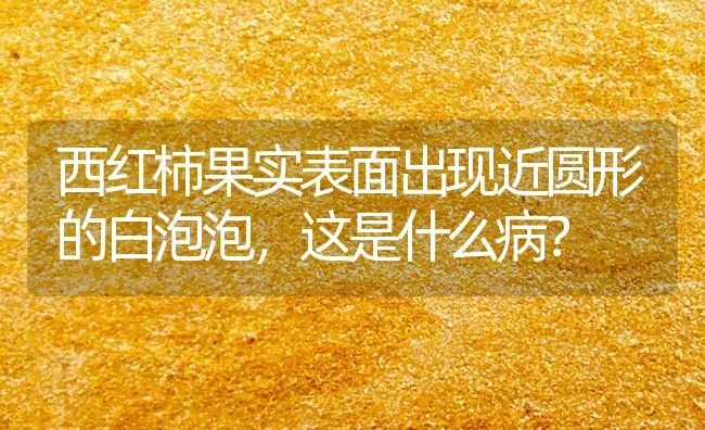 西红柿果实表面出现近圆形的白泡泡，这是什么病？ | 瓜果种植