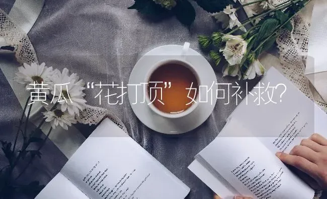 黄瓜“花打顶”如何补救？ | 蔬菜种植