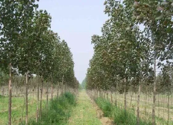 植物修剪|速生杨什么时候剪枝合适