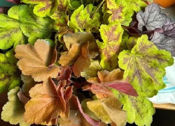 种植土壤|矾根配土方法与种植土壤