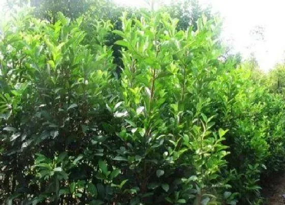 植物百科|珊瑚是什么植物 属于什么科植物