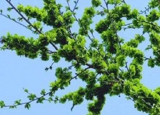卷叶|榆树盆景叶子卷曲原因及补救处理方法