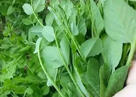 植物种类|绿叶菜类蔬菜有哪些 绿色叶菜类蔬菜名称大全（图片）