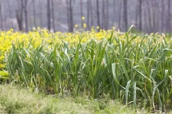 植物播种|小葱种子怎么种植方法