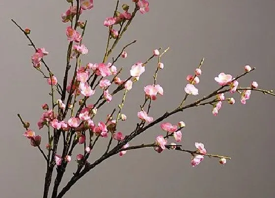 植物百科|梅花属于什么植物类型