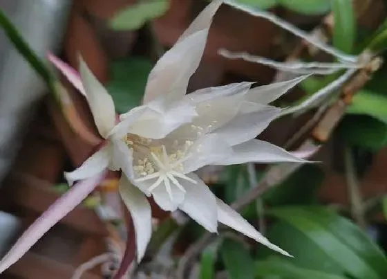 植物种类|昙花是木本植物吗