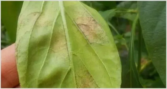 辣椒叶霉病怎么防治 | 种植技术