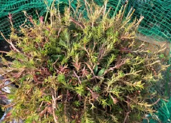 花朵诊疗|太阳花只长花苞不开花怎么办 太阳花徒长不开花原因及解决
