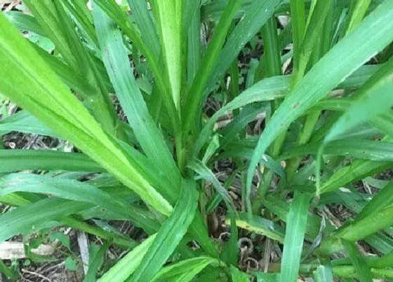 植物百科|巨菌草和皇竹草的区别