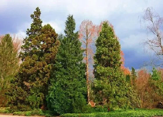 植物百科|松树一年能长多高 每年长几厘米