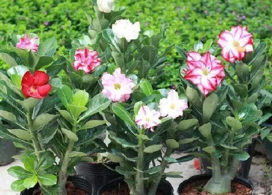 植物排行|耐旱植物有哪些