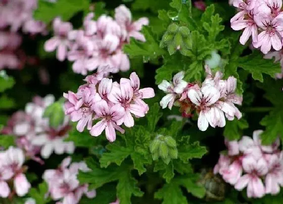 花之最|五颜六色的花有哪些品种（什么植物开出各种各样颜色花）