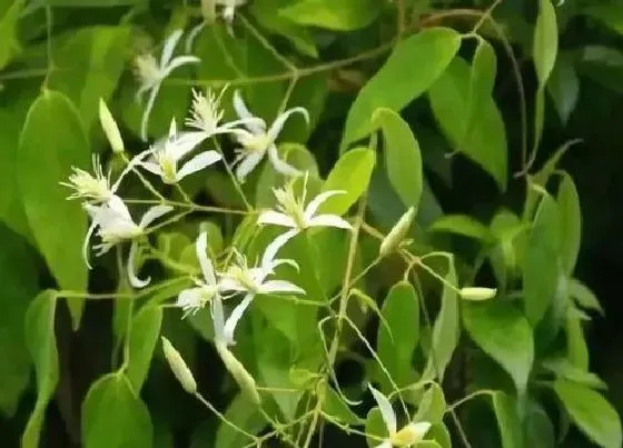 植物百科|同心草又叫什么名称