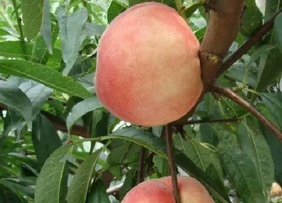 种植管理|桃树钻心虫的防治方法和时间 ，桃树树干长虫子钻洞怎么办）