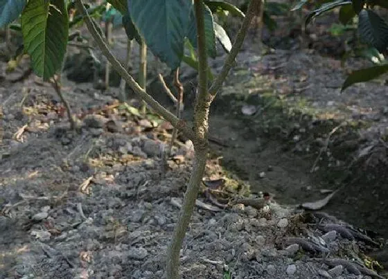 种植土壤|枇杷适合什么土壤种植