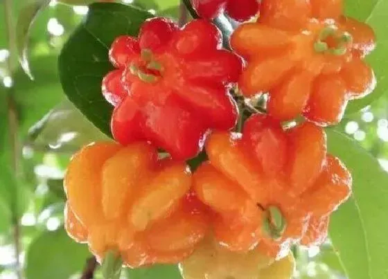 水果科普|最昂贵的水果