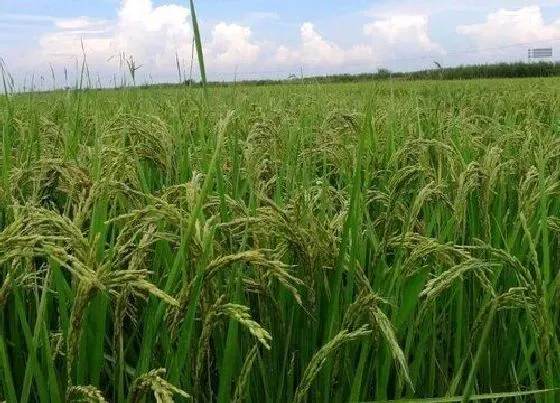 种植管理|东北稻谷什么时候收割