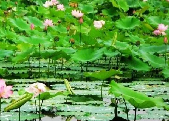 植物施肥|荷花花肥制作与使用方法